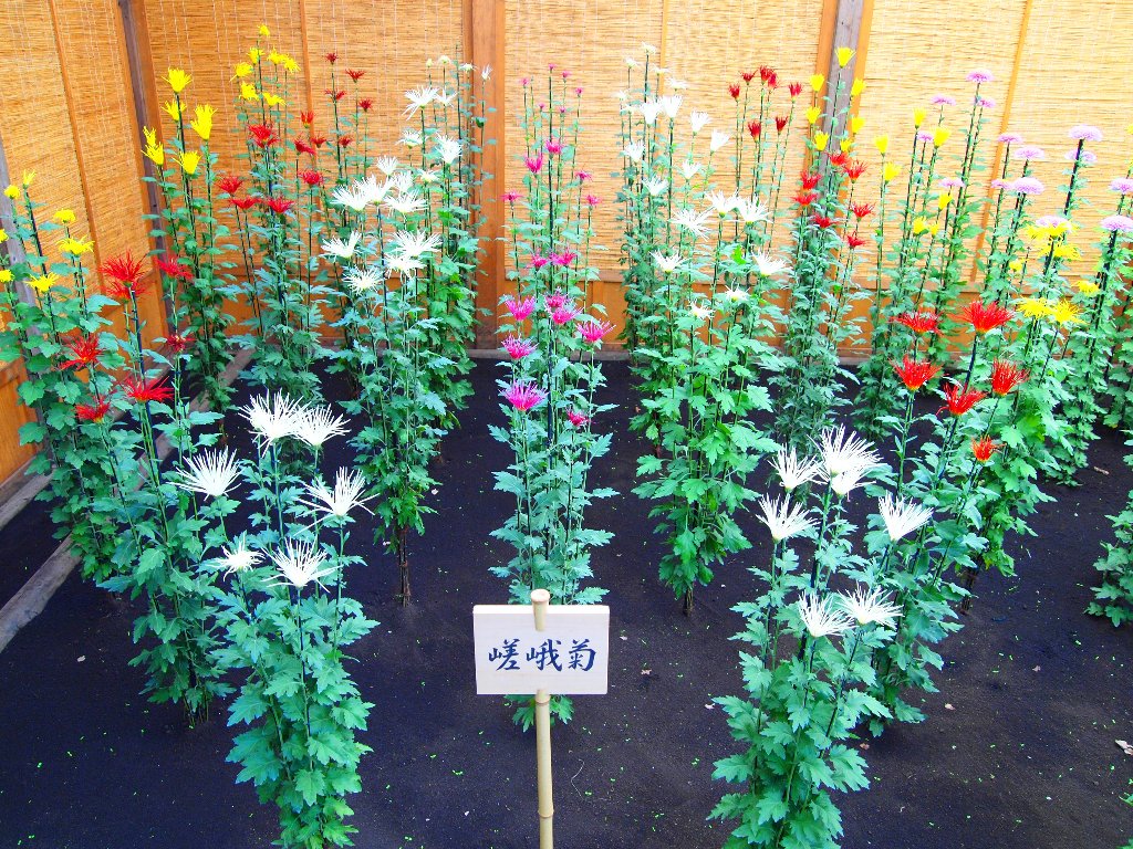 嵯峨菊花壇