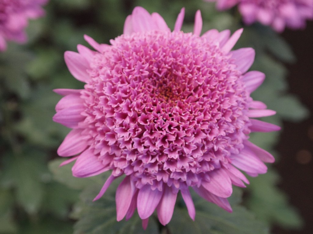 丸っこくてかわいい丁子菊