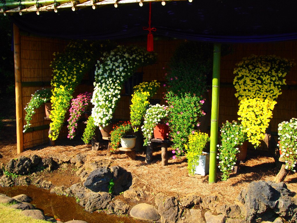 懸崖菊花壇