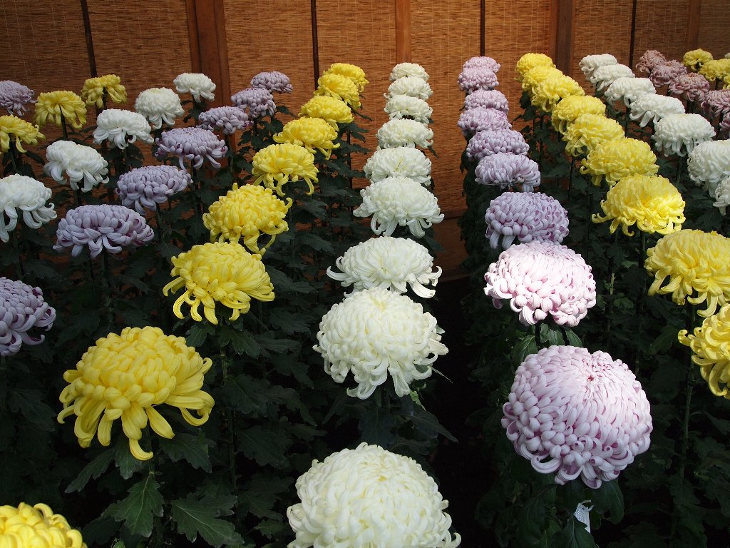 大菊花壇