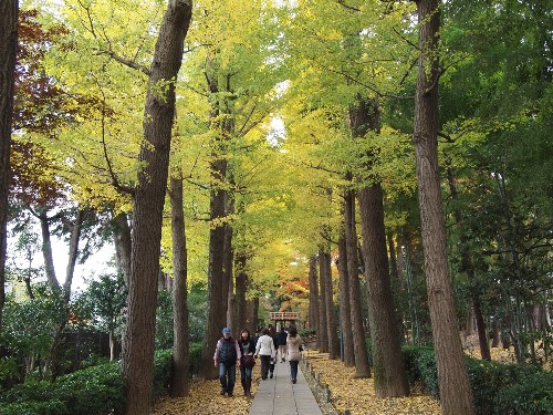 大田黒公園の銀杏並木