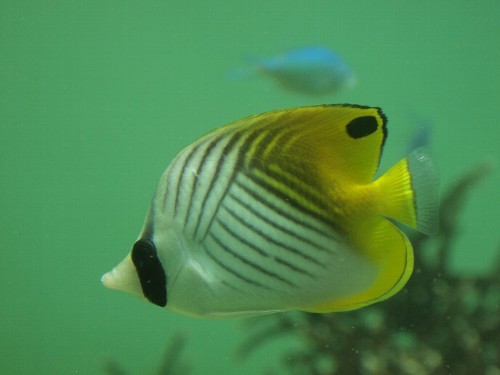 熱帯魚の定番のフエフキヤッコ