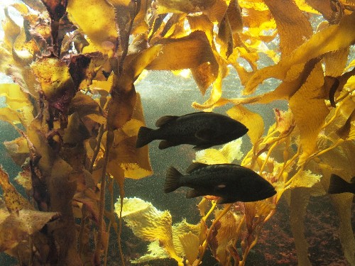 カリフォルニア海岸のジャイアントケルプ