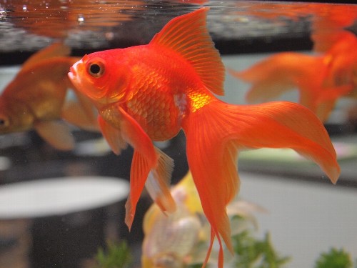 レストランの金魚