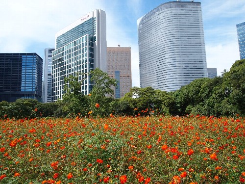 汐留の超高層ビルを背景として咲き乱れるコスモスのお花畑