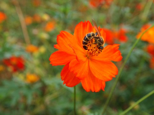 キバナコスモスの花で、体を丸めて一心に蜜を吸うハチ。ひょっとして、これから銀座のビルの屋上にある巣箱に帰り、Made in Ginza の蜂蜜を提供するのかもしれない。