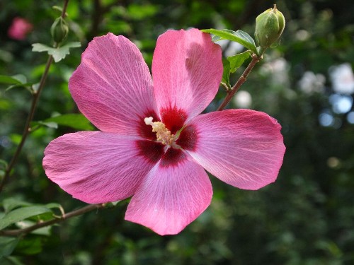 木槿(むくげ)で、フヨウ(ハイビスカス)属という。そういえば、似ている。朝方に開花した花は夕方にはもうしぼんでしまうが、次々に咲くので長く咲いているように見える。今回は、背景中に、木漏れ日を丸く写し出させることに成功した。