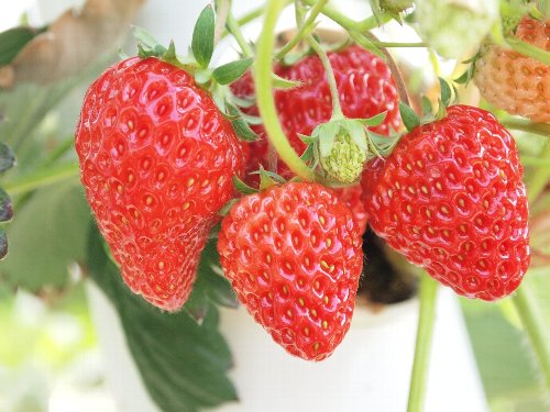 マザー牧場のウェスト農園のいちご