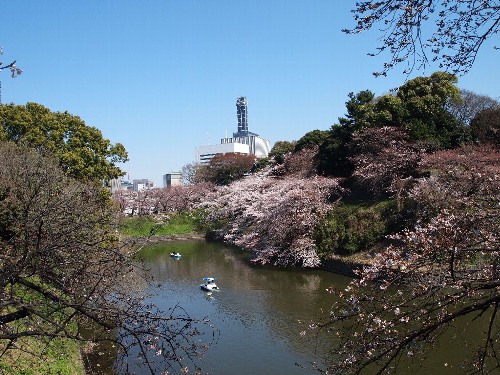千鳥ヶ淵の桜
