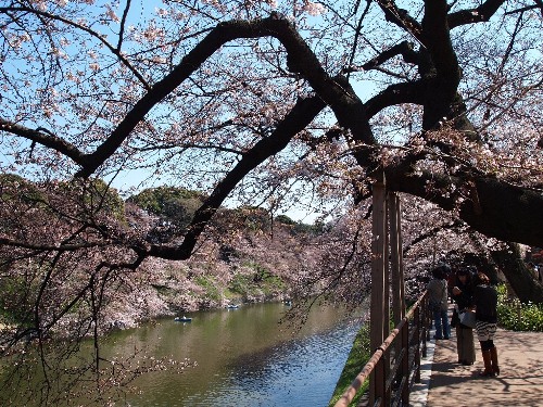 千鳥ヶ淵の桜