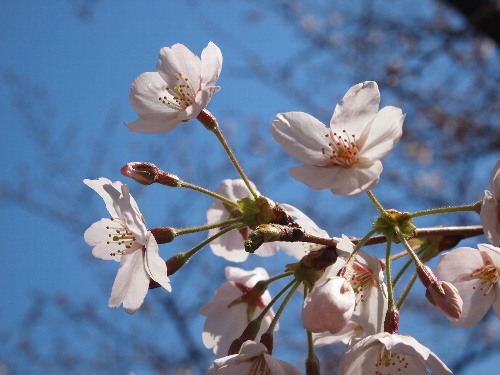 千鳥ヶ淵の桜