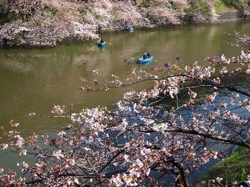 千鳥ヶ淵の桜