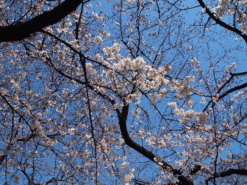 千鳥ヶ淵の桜