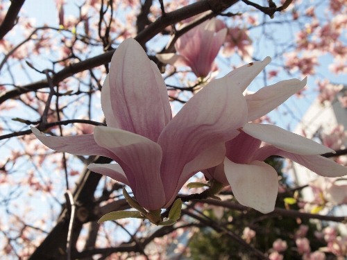 千鳥ヶ淵の桜
