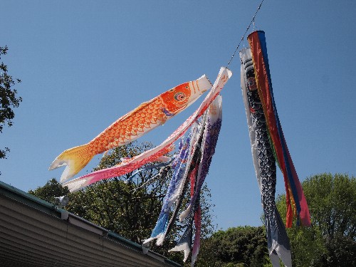 鯉のぼり