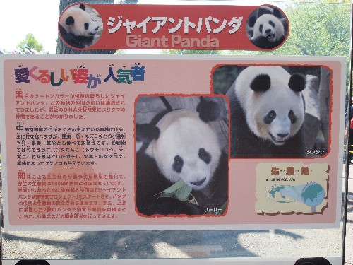 パンダの説明