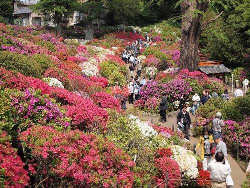 根津神社つつじ祭り