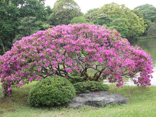 大紫のツツジ