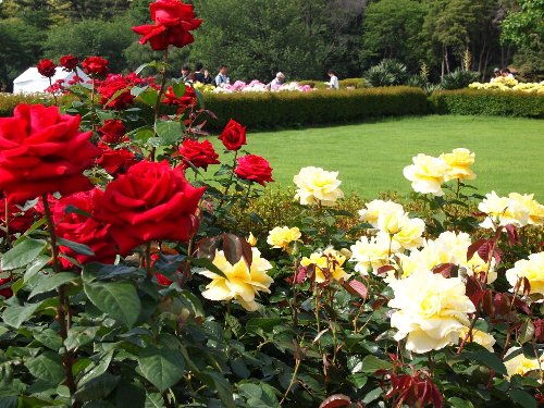 新宿御苑の春の薔薇