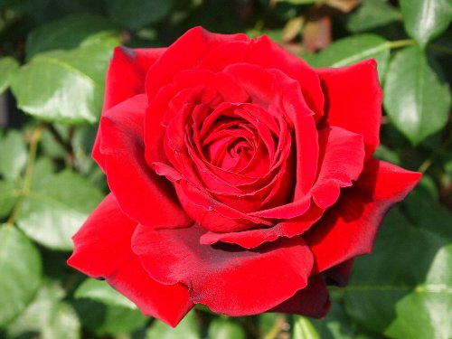 新宿御苑の春の薔薇