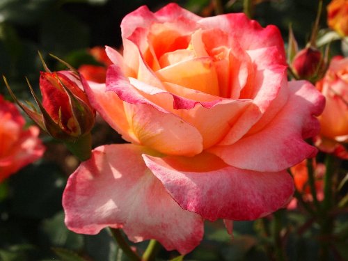 新宿御苑の春の薔薇