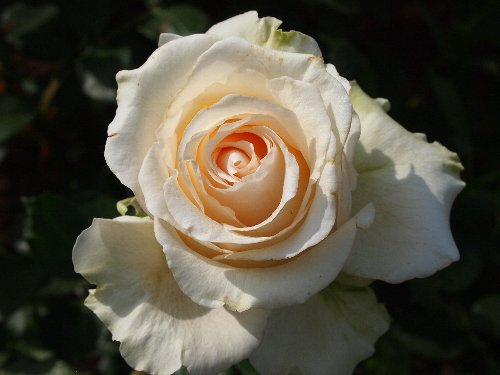 新宿御苑の春の薔薇