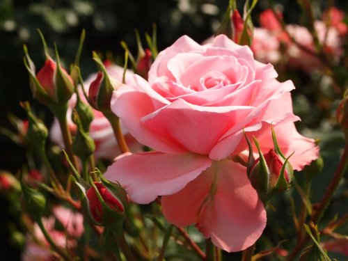 新宿御苑の春の薔薇