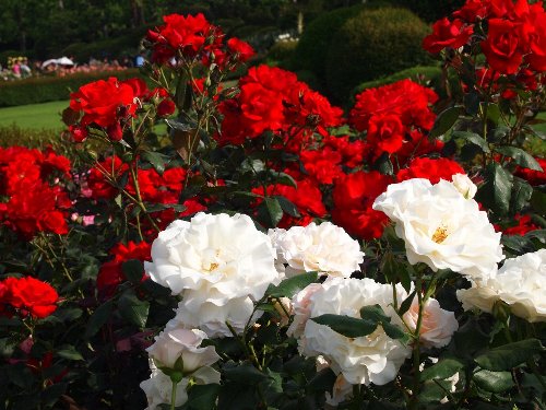 新宿御苑の春の薔薇