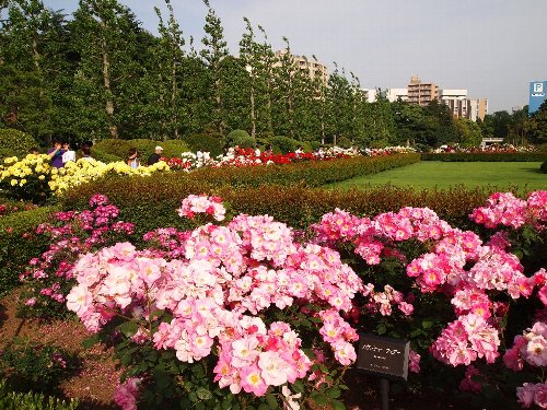 新宿御苑の春の薔薇