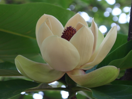 新宿御苑の朴の木の花