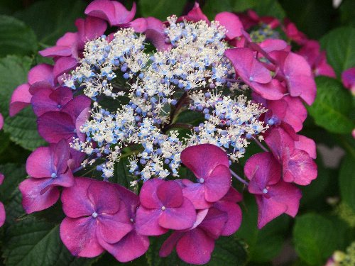 堀切菖蒲園に行く道すがらの紫陽花