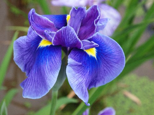 堀切菖蒲園の花菖蒲