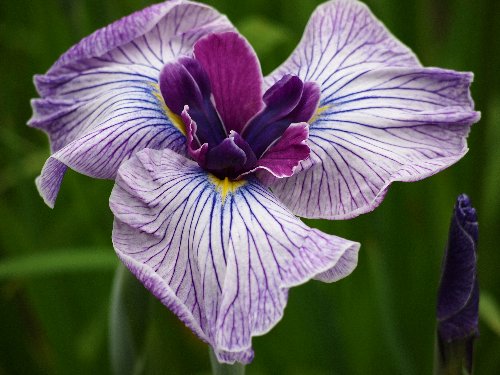 堀切菖蒲園の花菖蒲