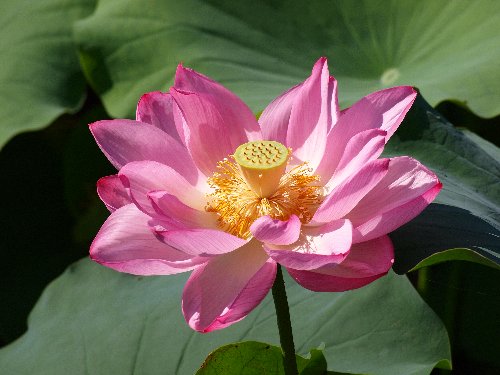 不忍池の蓮の花