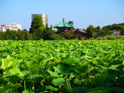 不忍池の蓮の花と弁天堂