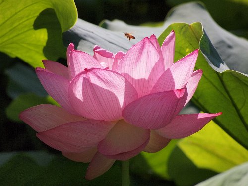 不忍池の蓮の花