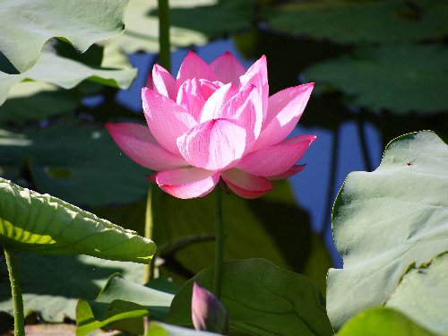 不忍池の蓮の花