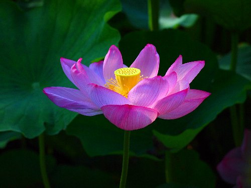 不忍池の蓮の花
