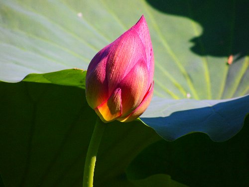 不忍池の蓮の花のつぼみ