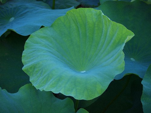 不忍池の蓮の葉