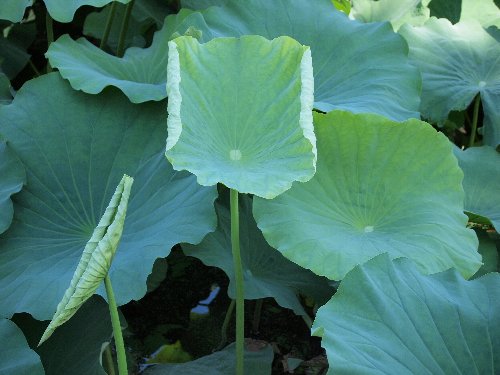不忍池の蓮の葉