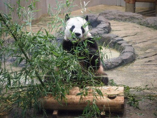 上野動物園のパンダ
