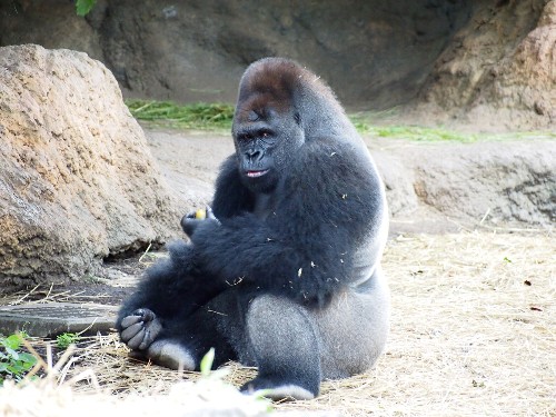 上野動物園の西ローランド・ゴリラ