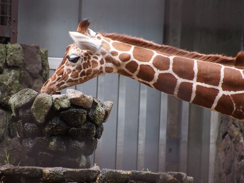 上野動物園のキリン