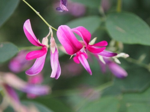 向島百花園の萩の花