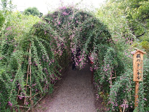 向島百花園の萩のトンネル