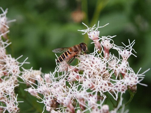 白い藤袴の花に飛んで来た蜂