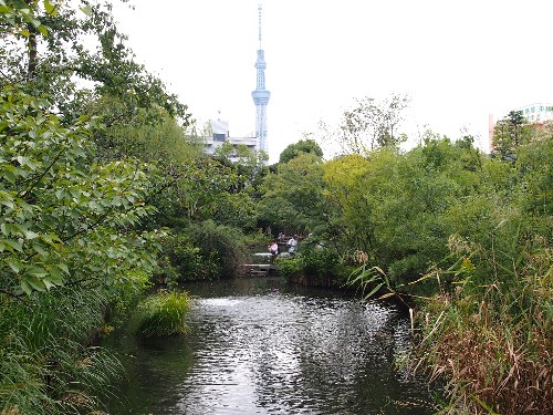 池越しに見える東京スカイ・ツリー