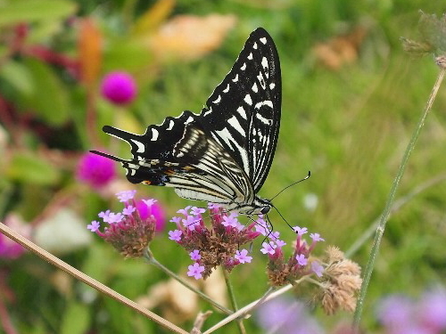 柳花笠と思われる花に留まって蜜を吸う揚羽蝶