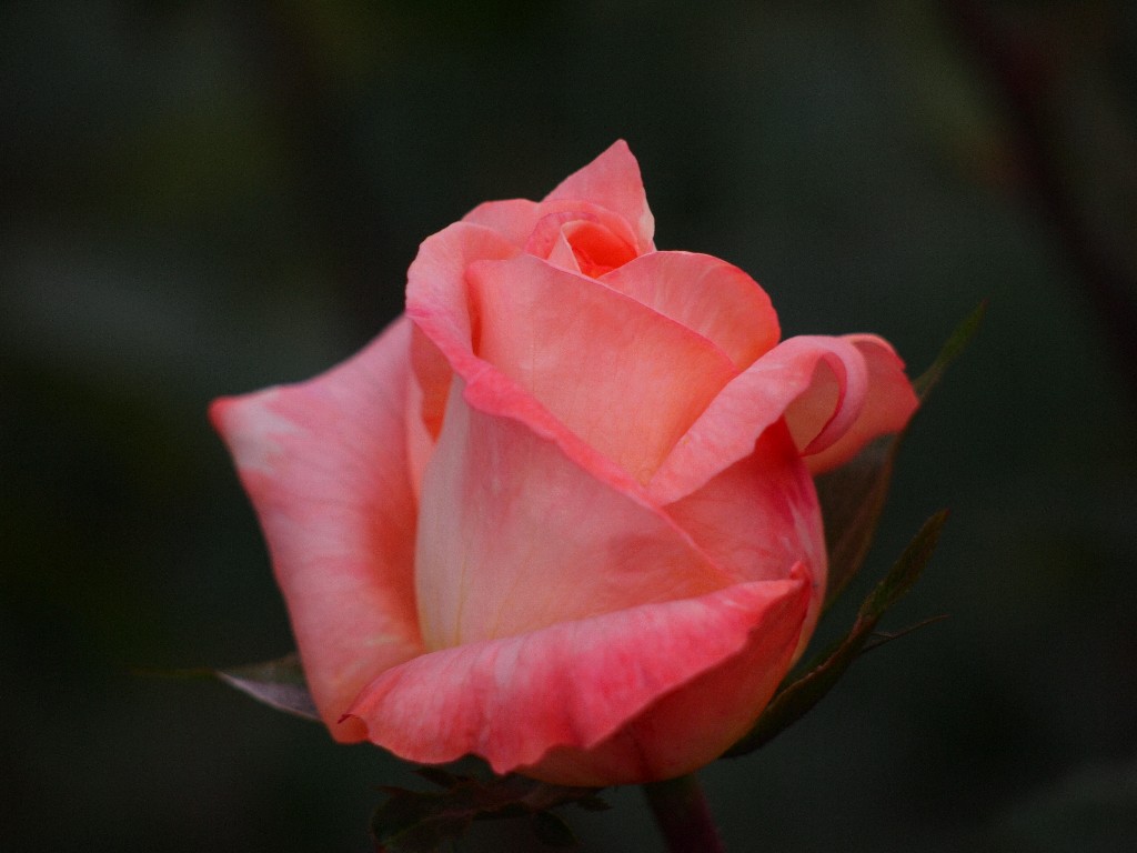 古河庭園の秋薔薇